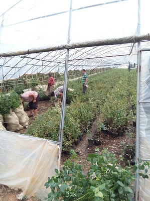 藍(lán)莓種植技術(shù)與用途簡介