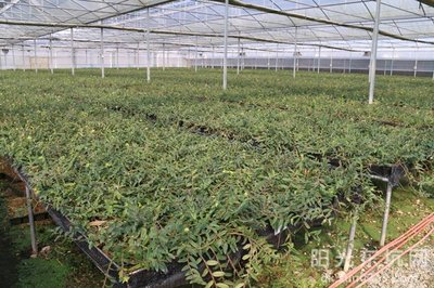 鐵皮石斛種植基地喜獲農業科技成果轉化資金扶持，技術創新迎來新機遇