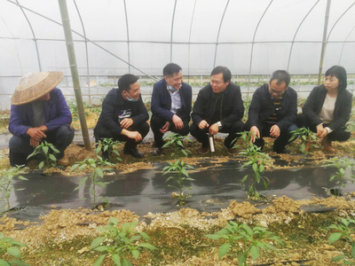 科技賦能農業 種植技術開發助力鄉村振興